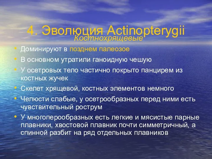 4. Эволюция Actinopterygii Костнохрящевые Доминируют в позднем палеозое В основном