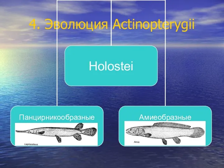 4. Эволюция Actinopterygii