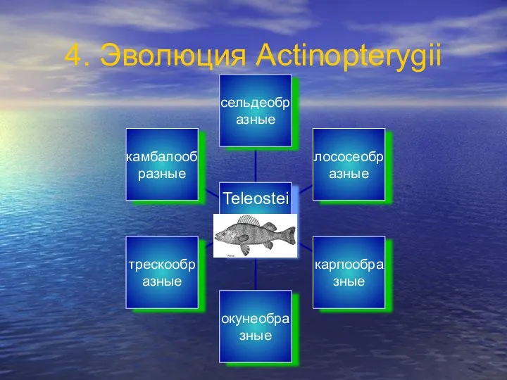 4. Эволюция Actinopterygii