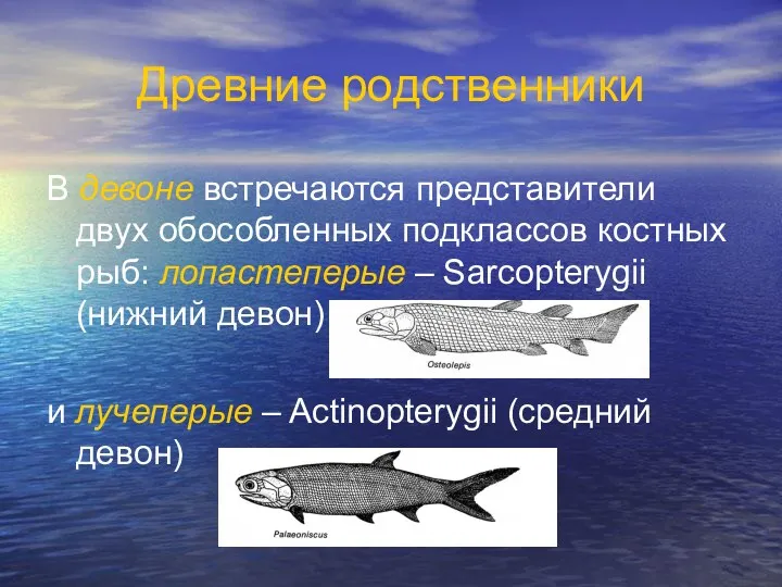 Древние родственники В девоне встречаются представители двух обособленных подклассов костных