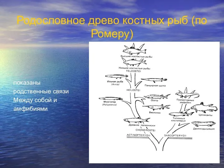 Родословное древо костных рыб (по Ромеру) показаны родственные связи Между собой и амфибиями