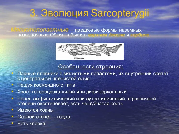 3. Эволюция Sarcopterygii Мясистолопастные – предковые формы наземных позвоночных. Обычны