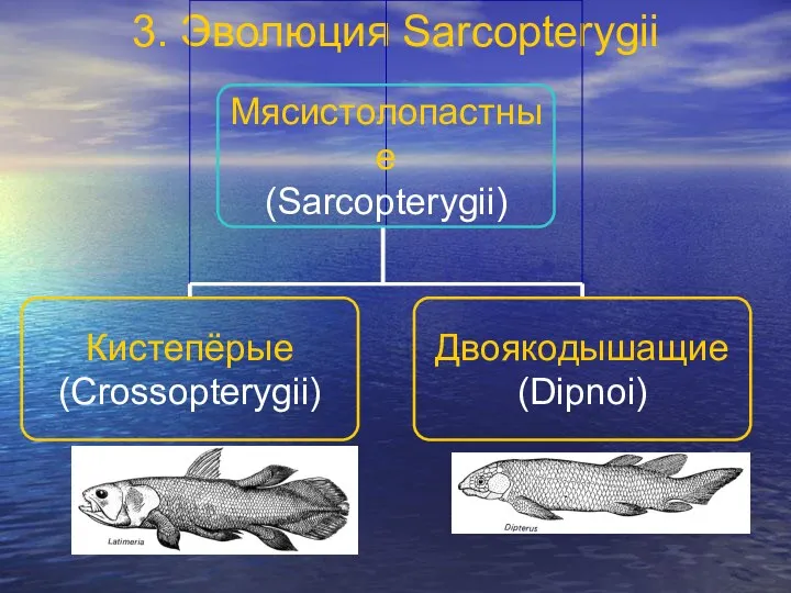 3. Эволюция Sarcopterygii