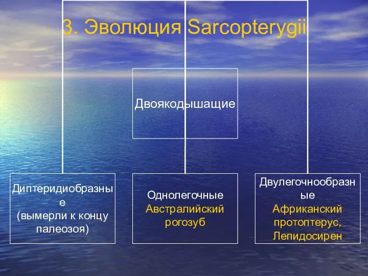 3. Эволюция Sarcopterygii