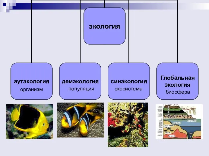 организм популяция экосистема биосфера