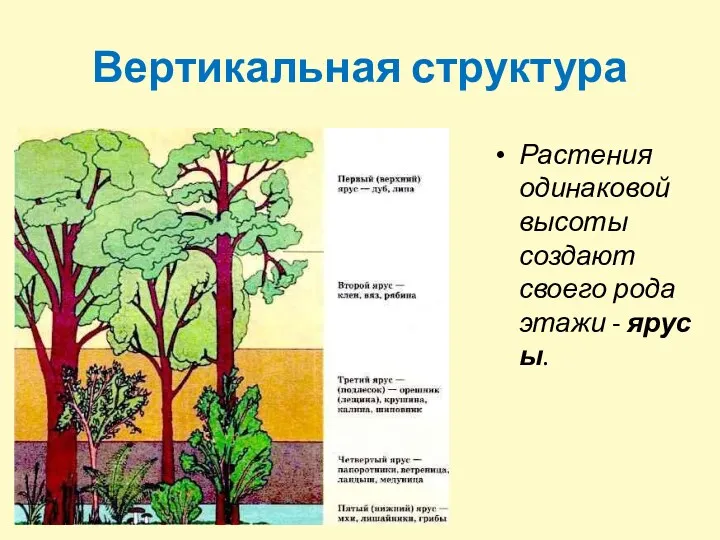 Вертикальная структура Растения одинаковой высоты создают своего рода этажи - ярусы.