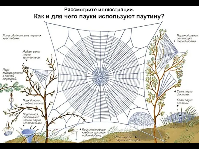 Рассмотрите иллюстрации. Как и для чего пауки используют паутину?