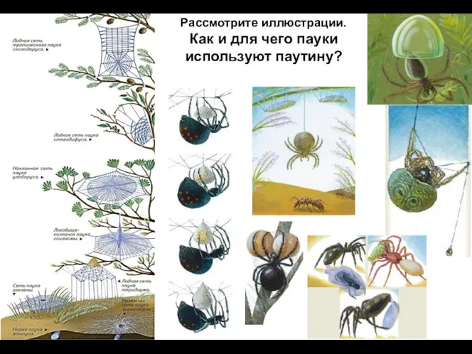 Рассмотрите иллюстрации. Как и для чего пауки используют паутину?