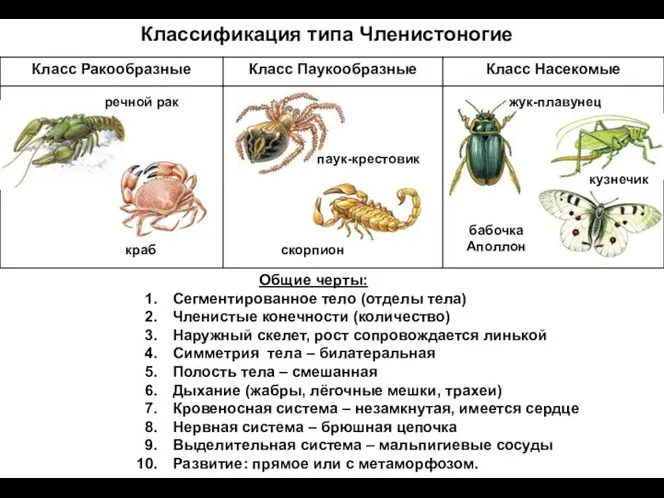 Классификация типа Членистоногие речной рак краб паук-крестовик скорпион жук-плавунец кузнечик