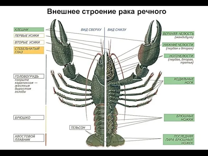 Внешнее строение рака речного