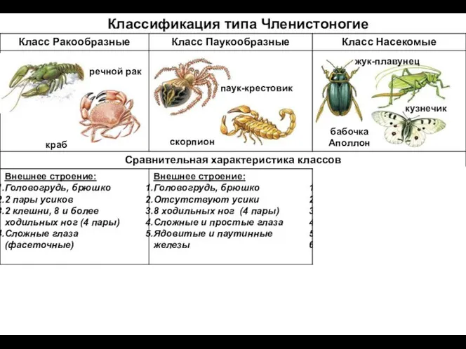 Классификация типа Членистоногие речной рак краб паук-крестовик скорпион жук-плавунец кузнечик бабочка Аполлон