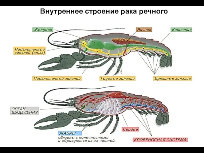 Внутреннее строение рака речного