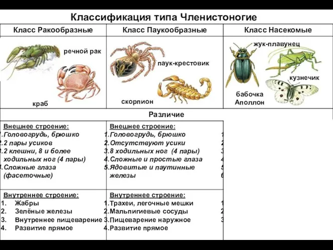 Классификация типа Членистоногие речной рак краб паук-крестовик скорпион жук-плавунец кузнечик бабочка Аполлон