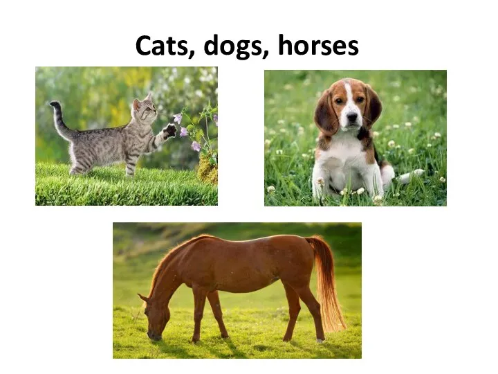 Cats, dogs, horses