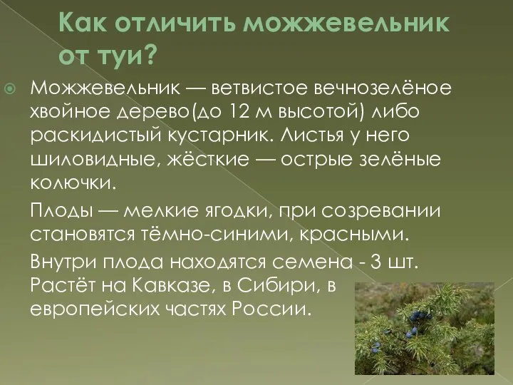 Как отличить можжевельник от туи? Можжевельник — ветвистое вечнозелёное хвойное