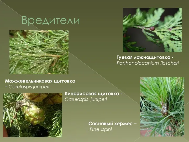 Вредители Можжевельниковая щитовка – Carulaspis juniperi Туевая ложнощитовка - Parthenolecanium