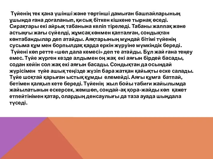 Түйенің тек қана үшінші және төртінші дамыған башпайларының ұшында ғана