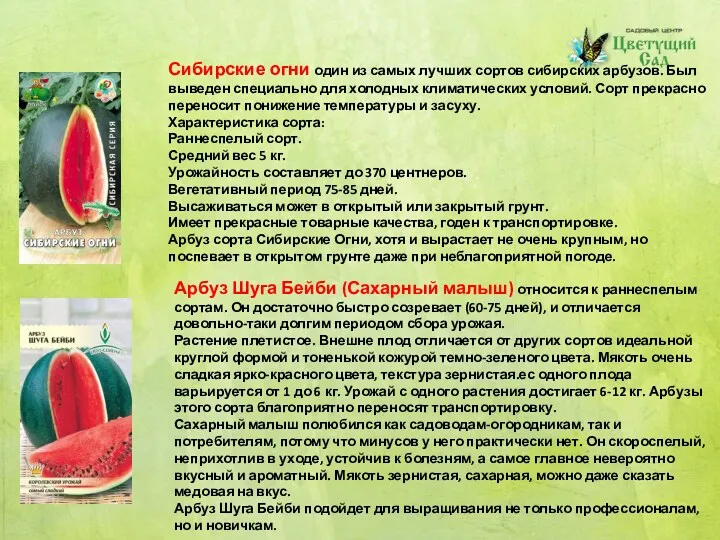 Сибирские огни один из самых лучших сортов сибирских арбузов. Был выведен специально для