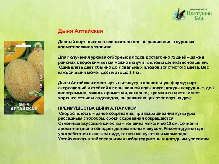 Дыня Алтайская Данный сорт выведен специально для выращивания в суровых климатических условиях Для