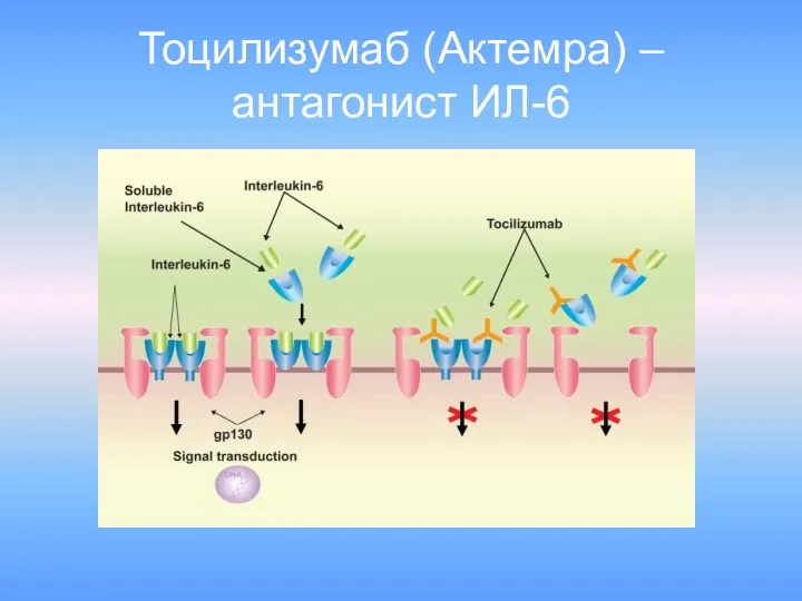 Тоцилизумаб (Актемра) – антагонист ИЛ-6