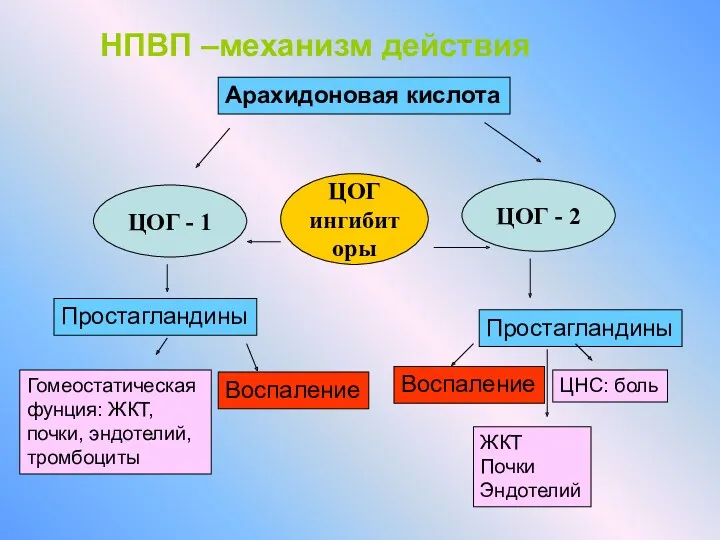 НПВП –механизм действия Арахидоновая кислота ЦОГ - 1 ЦОГ -