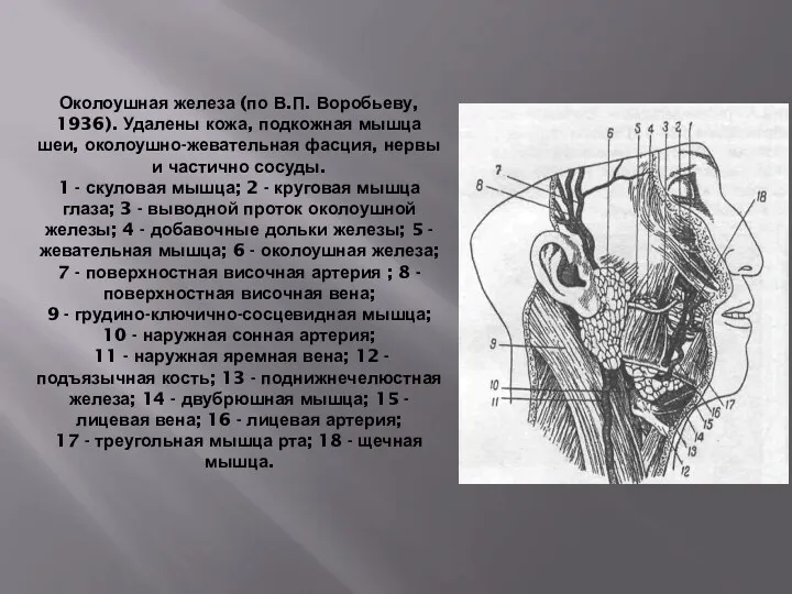 Околоушная железа (по В.П. Воробьеву, 1936). Удалены кожа, подкожная мышца шеи, околоушно-жевательная фасция,
