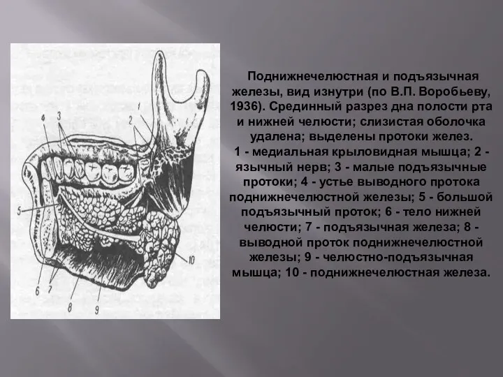 Поднижнечелюстная и подъязычная железы, вид изнутри (по В.П. Воробьеву, 1936). Срединный разрез дна