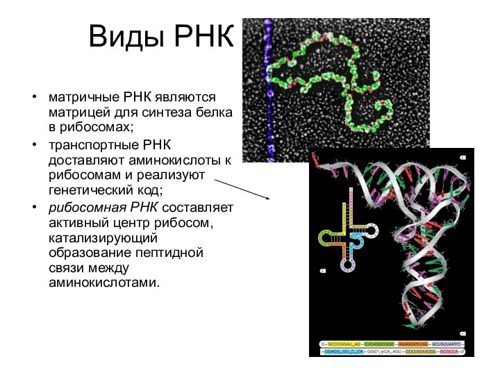 Виды РНК матричные РНК являются матрицей для синтеза белка в