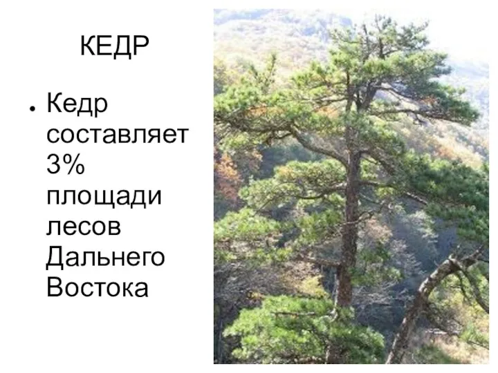 КЕДР Кедр составляет 3% площади лесов Дальнего Востока