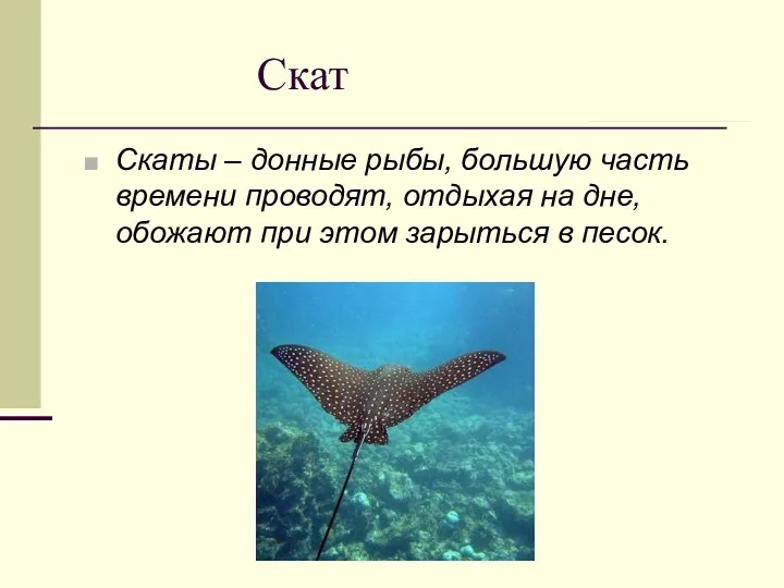 Скат Скаты – донные рыбы, большую часть времени проводят, отдыхая