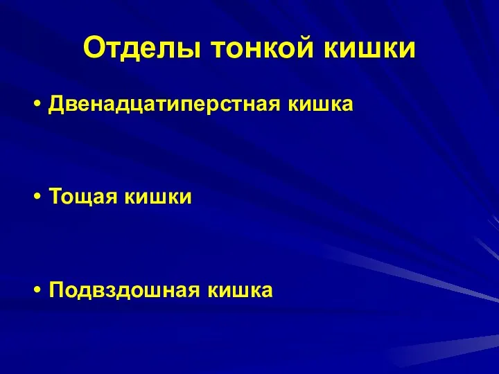 Отделы тонкой кишки Двенадцатиперстная кишка Тощая кишки Подвздошная кишка