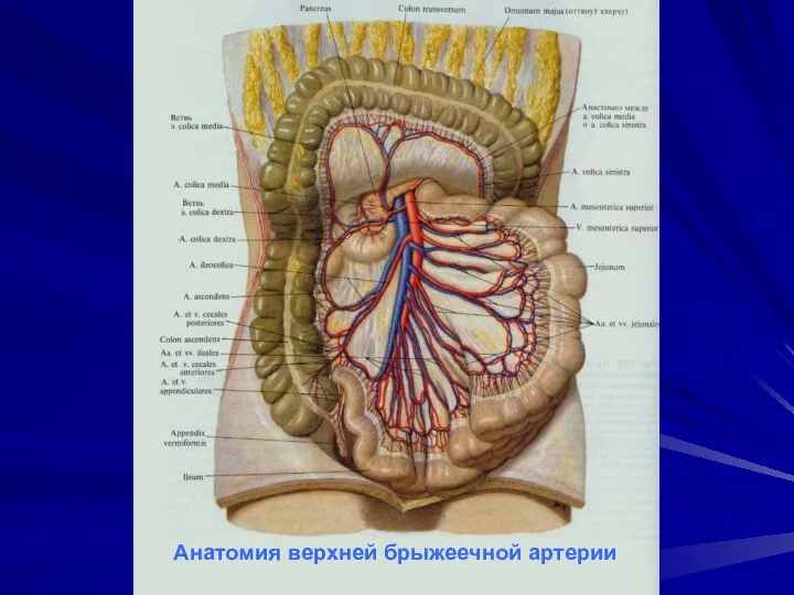 Анатомия верхней брыжеечной артерии