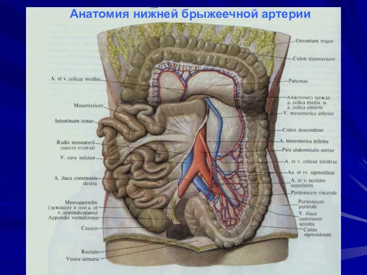 Анатомия нижней брыжеечной артерии