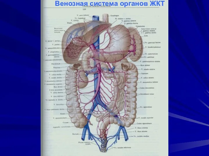 Венозная система органов ЖКТ