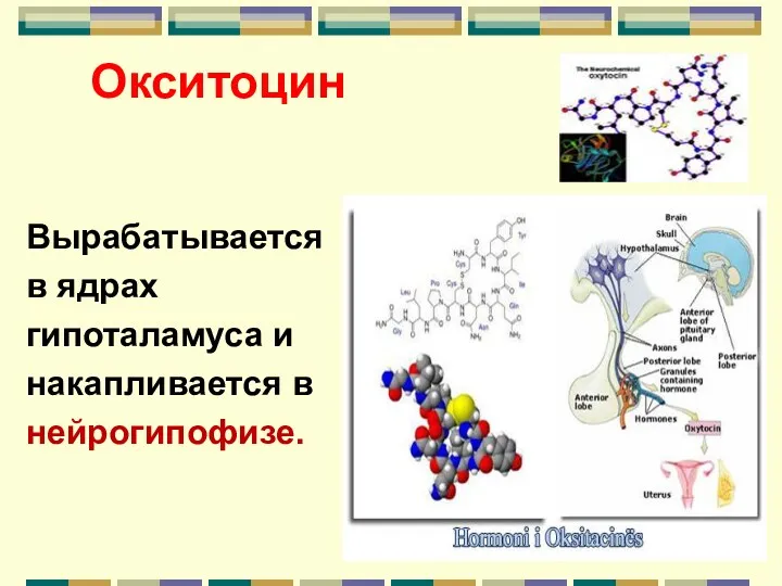 Окситоцин Вырабатывается в ядрах гипоталамуса и накапливается в нейрогипофизе.