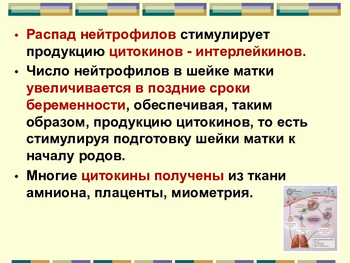 Распад нейтрофилов стимулирует продукцию цитокинов - интерлейкинов. Число нейтрофилов в