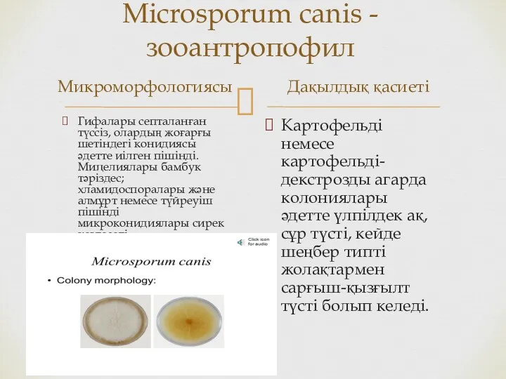 Міcrosporum canis - зооантропофил Микроморфологиясы Гифалары септаланған түссіз, олардың жоғарғы