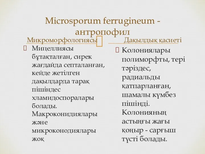 Місrosporum ferrugineum - антропофил Микроморфологиясы Мицеллиясы бұтақталған, сирек жағдайда септаланған,