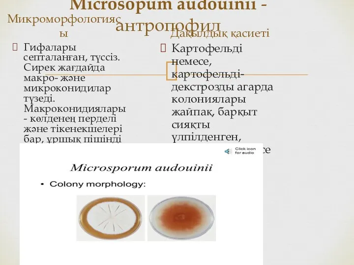 Міcrosopum audouinii - антропофил Микроморфологиясы Гифалары септаланған, түссіз. Сирек жағдайда