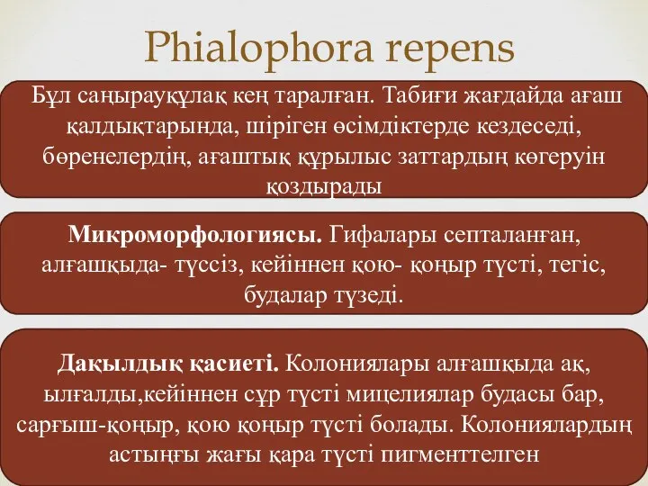 Рһіаlорһоrа rереns Бұл саңырауқұлақ кең таралған. Табиғи жағдайда ағаш қалдықтарында,