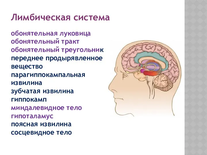 Лимбическая система обонятельная луковица обонятельный тракт обонятельный треугольник переднее продырявленное