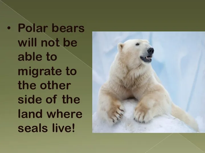 Polar bears will not be able to migrate to the