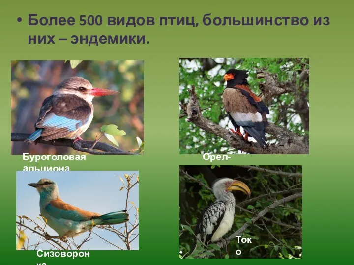 Более 500 видов птиц, большинство из них – эндемики. Буроголовая альциона Орел-скоморох Сизоворонка Токо