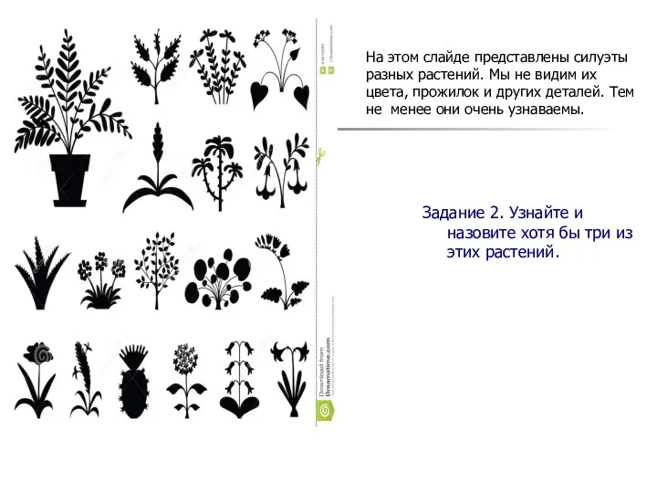 На этом слайде представлены силуэты разных растений. Мы не видим