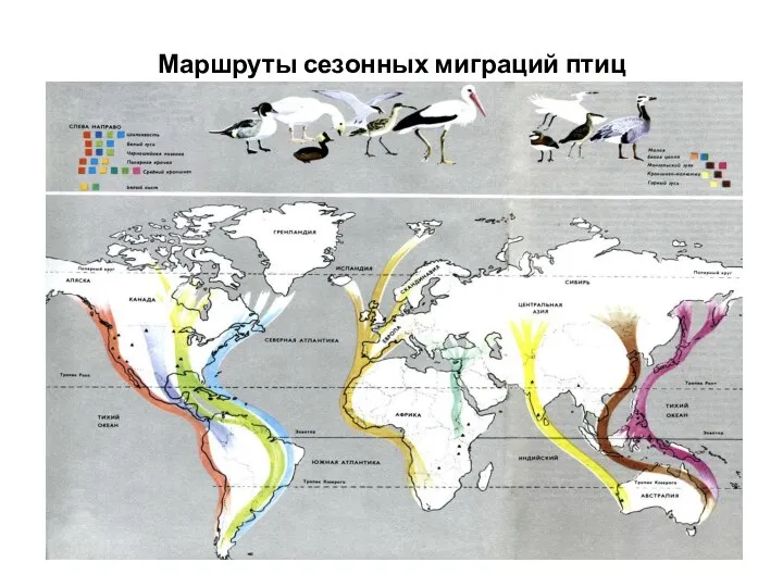 Маршруты сезонных миграций птиц