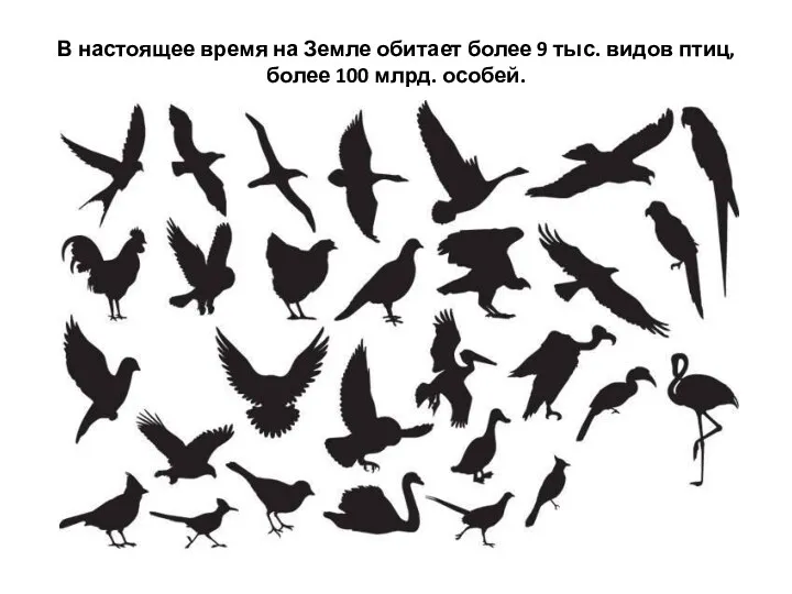 В настоящее время на Земле обитает более 9 тыс. видов птиц, более 100 млрд. особей.