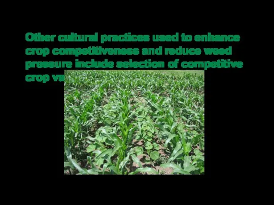 Other cultural practices used to enhance crop competitiveness and reduce weed pressure include