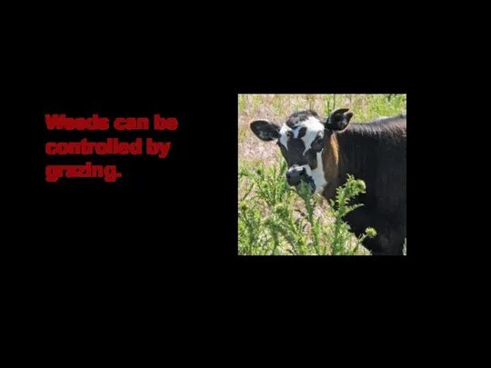 Weeds can be controlled by grazing.