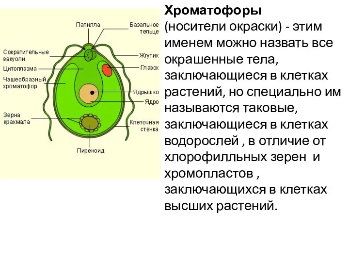 Хроматофоры (носители окраски) - этим именем можно назвать все окрашенные