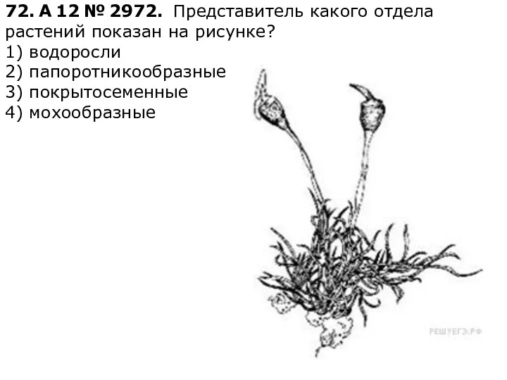 72. A 12 № 2972. Представитель какого отдела растений показан